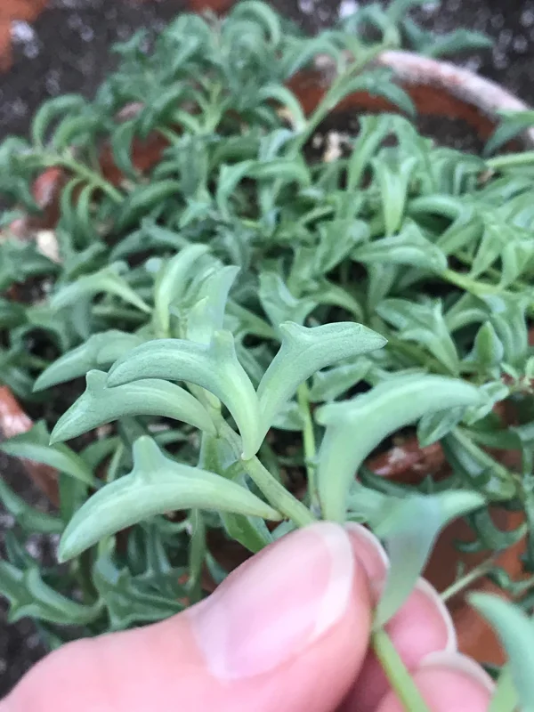 String of Dolphins Live Plant – 2 inch Pot – Senecio Peregrinus – Trailing Succulent - Image 1