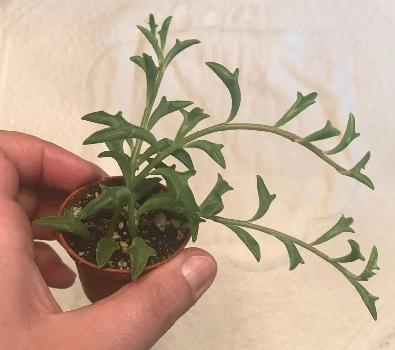 String of Dolphins Live Plant – Senecio Peregrinus – 2 inch Pot – Indoor Succulent - Image 2