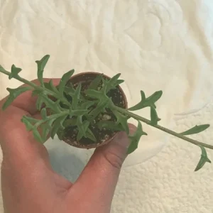 String of Dolphins Live Plant – Senecio Peregrinus – 2 inch Pot – Indoor Succulent - Image 4
