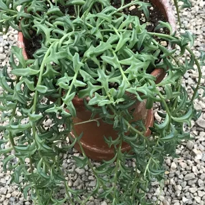 String of Dolphins Live Plant – Senecio Peregrinus – 2 inch Pot – Indoor Succulent - Image 6