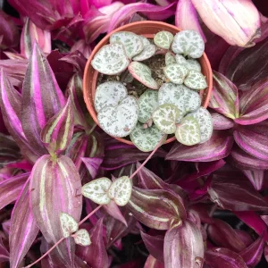 String of Hearts Live Plant - Rosary Vine (Ceropegia Woodii) - Indoor Trailing Plant - Image 2