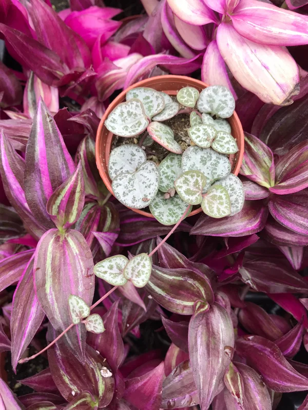 String of Hearts Live Plant - Rosary Vine (Ceropegia Woodii) - Indoor Trailing Plant - Image 2