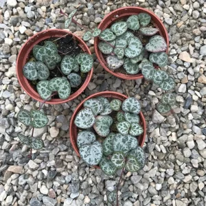 String of Hearts Live Plant - Rosary Vine (Ceropegia Woodii) - Indoor Trailing Plant - Image 3
