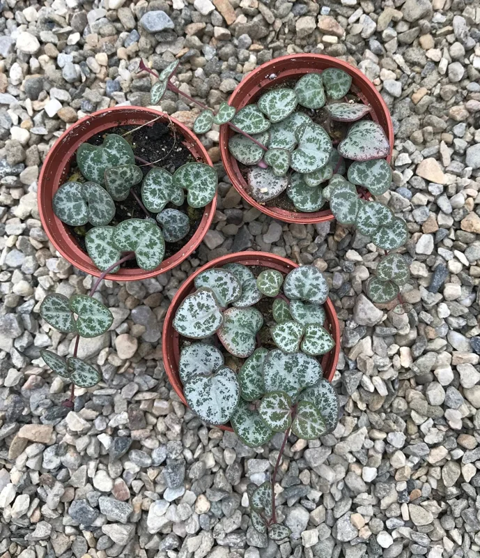 String of Hearts Live Plant - Rosary Vine (Ceropegia Woodii) - Indoor Trailing Plant - Image 3