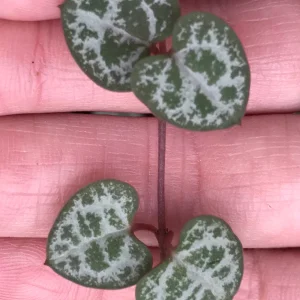 String of Hearts Live Plant - Rosary Vine (Ceropegia Woodii) - Indoor Trailing Plant - Image 4