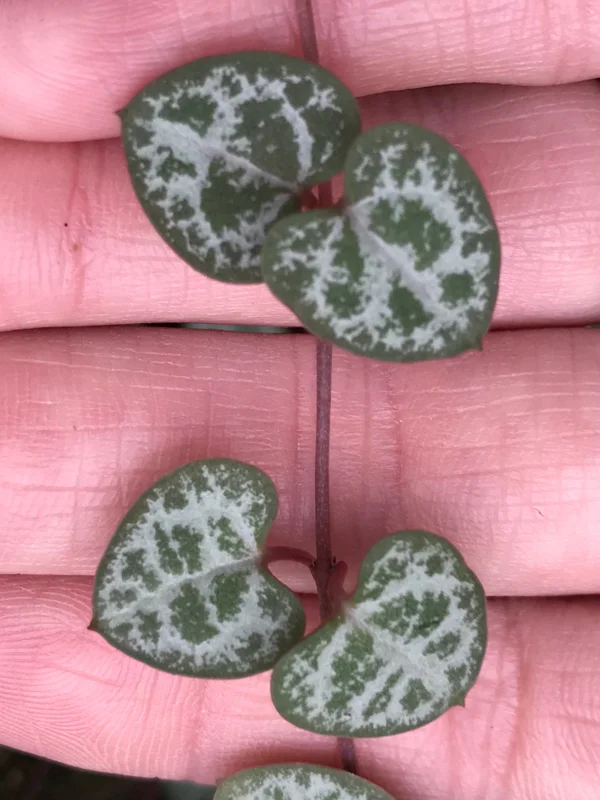 String of Hearts Live Plant - Rosary Vine (Ceropegia Woodii) - Indoor Trailing Plant - Image 4