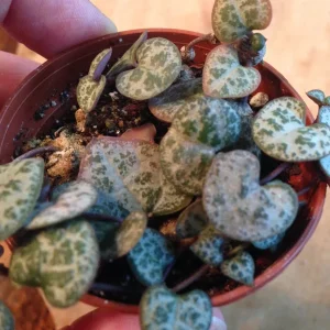 String of Hearts Live Plant - Rosary Vine (Ceropegia Woodii) - Indoor Trailing Plant - Image 5