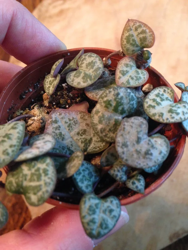 String of Hearts Live Plant - Rosary Vine (Ceropegia Woodii) - Indoor Trailing Plant - Image 5