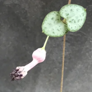 String of Hearts Live Plant - Rosary Vine (Ceropegia Woodii) - Indoor Trailing Plant - Image 6