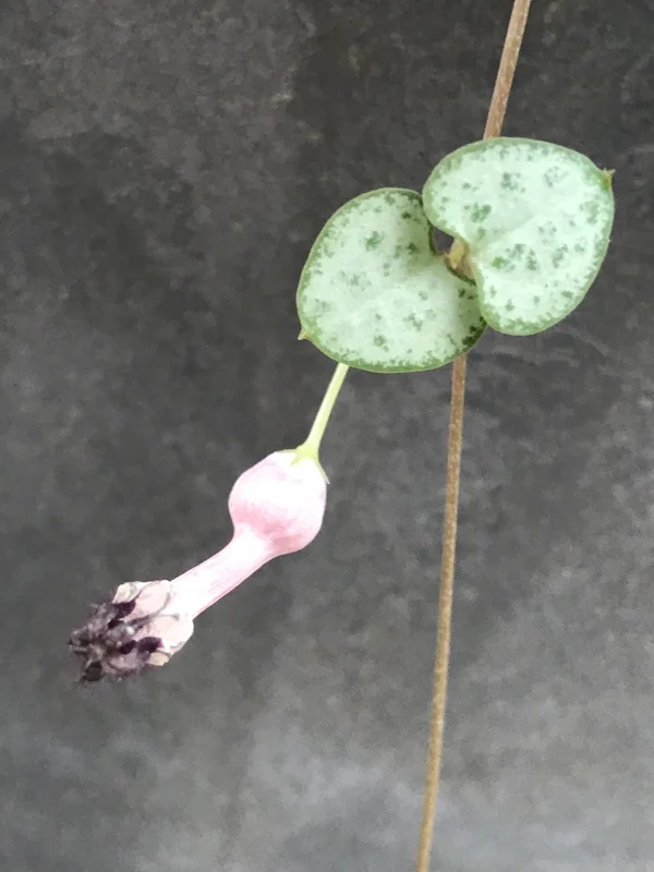 String of Hearts Live Plant - Rosary Vine (Ceropegia Woodii) - Indoor Trailing Plant - Image 6