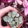 String of Hearts Live Plant - Rosary Vine (Ceropegia Woodii) - Indoor Trailing Plant - Image 1