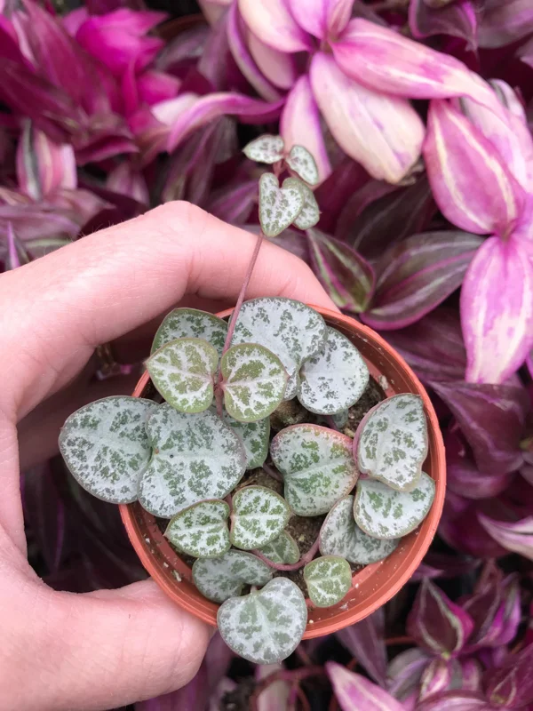 String of Hearts Live Plant - Rosary Vine (Ceropegia Woodii) - Indoor Trailing Plant - Image 1