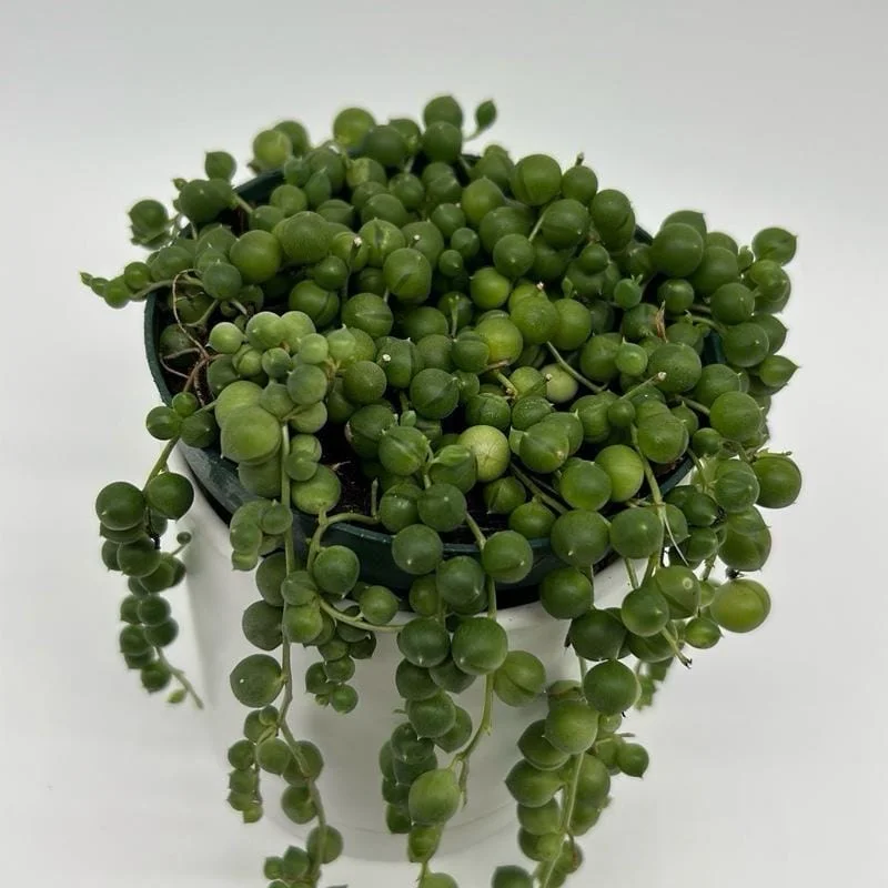 String of Pearls Live Plant – 4" Pot – Pet-Friendly Trailing Indoor Houseplant - Image 2