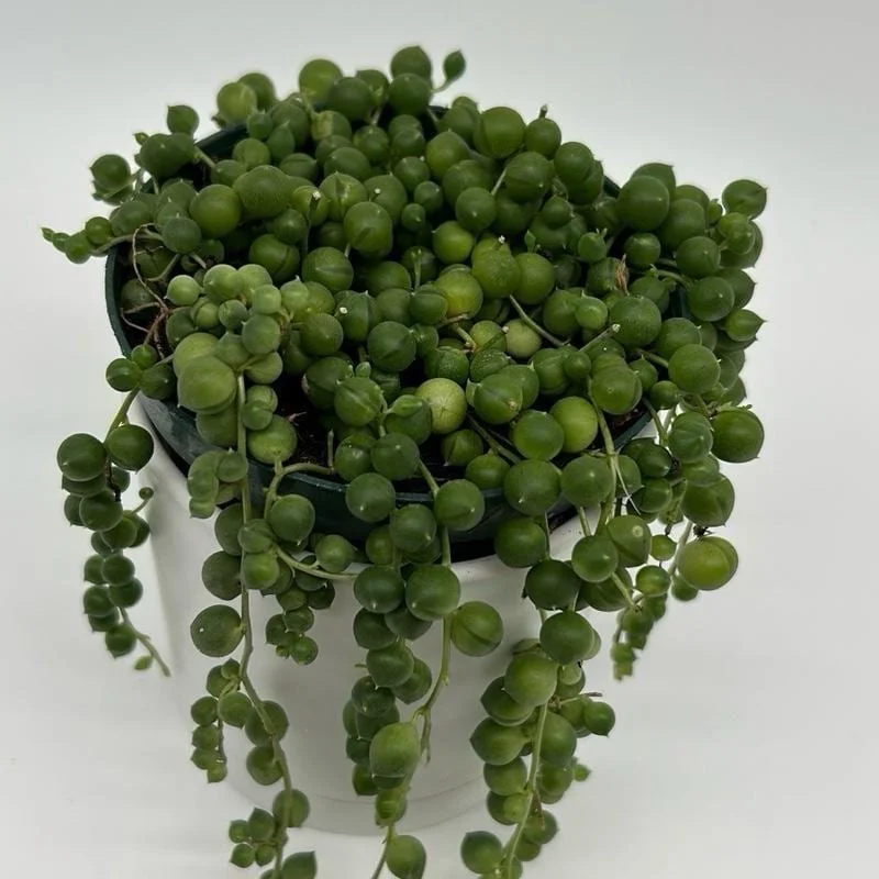 String of Pearls Live Plant – 4" Pot – Pet-Friendly Trailing Indoor Houseplant - Image 3
