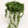 String of Pearls Live Plant – 4" Pot – Pet-Friendly Trailing Indoor Houseplant - Image 1