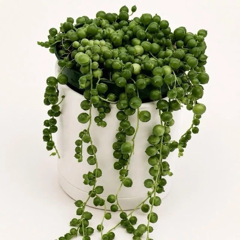 String of Pearls Live Plant – 4" Pot – Pet-Friendly Trailing Indoor Houseplant - Image 1