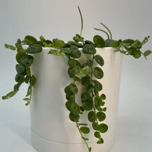 String of Turtles Live Plant – Pet Friendly Trailing Potted Houseplant - Image 2