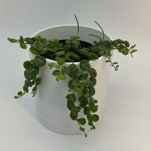 String of Turtles Live Plant – Pet Friendly Trailing Potted Houseplant - Image 3
