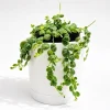 String of Turtles Live Plant – Pet Friendly Trailing Potted Houseplant - Image 1