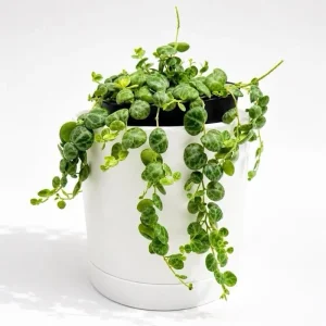 String of Turtles Live Plant – Pet Friendly Trailing Potted Houseplant - Image 1