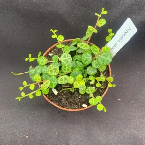 String of Turtles Peperomia Prostrata Live Plant – 3" Pot – Indoor - Image 1