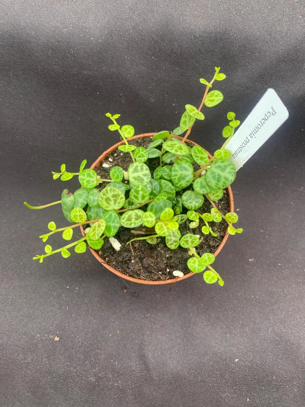 String of Turtles Peperomia Prostrata Live Plant – 3" Pot – Indoor - Image 1