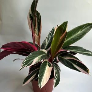 Stromanthe Triostar Live Plant – Pink Variegated Houseplant – Pet Safe - Image 2
