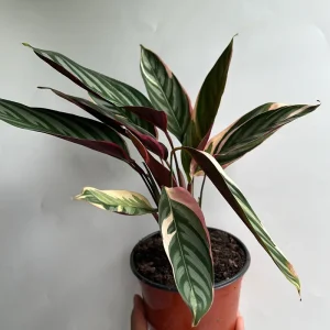Stromanthe Triostar Live Plant – Pink Variegated Houseplant – Pet Safe - Image 3