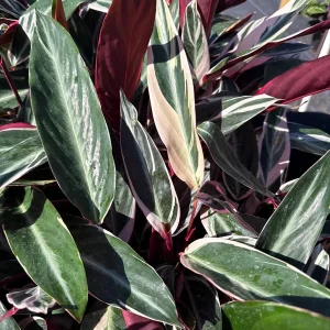 Stromanthe Triostar Live Plant – Pink Variegated Houseplant – Pet Safe - Image 4