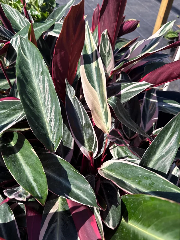 Stromanthe Triostar Live Plant – Pink Variegated Houseplant – Pet Safe - Image 4