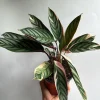 Stromanthe Triostar Live Plant – Pink Variegated Houseplant – Pet Safe - Image 1