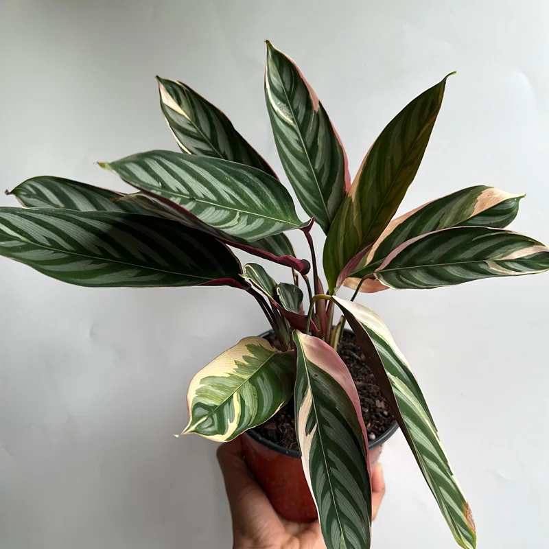 Stromanthe Triostar Live Plant – Pink Variegated Houseplant – Pet Safe - Image 1