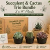 Succulent & Cactus Mystery Box – 3 Live Plants in 4-inch Pots – Beginner Friendly - Image 1