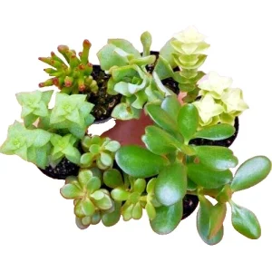 Succulent Cuttings Mix – 10 Live Unrooted Crassula Jade Money Variegated Plants - Image 2