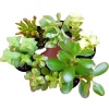 Succulent Cuttings Mix – 10 Live Unrooted Crassula Jade Money Variegated Plants - Image 1