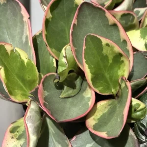 Succulent Peperomia Clusiifolia TRICOLOR Plant 1 Live 3-5