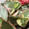 Succulent Peperomia Clusiifolia TRICOLOR Plant 1 Live 3-5" Rooted Houseplant Red - Image 1