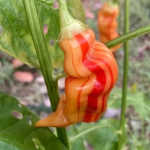Sugar Rush Stripey Pepper Seeds - 25+ Heirloom Chili Seeds, 50,000-100,000 SHU - Image 2