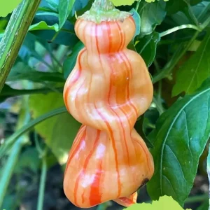 Sugar Rush Stripey Pepper Seeds - 25+ Heirloom Chili Seeds, 50,000-100,000 SHU - Image 3