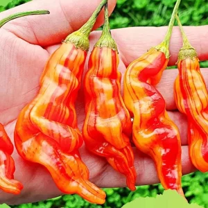 Sugar Rush Stripey Pepper Seeds - 25+ Heirloom Chili Seeds, 50,000-100,000 SHU - Image 4