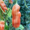 Sugar Rush Stripey Pepper Seeds - 25+ Heirloom Chili Seeds, 50,000-100,000 SHU - Image 1