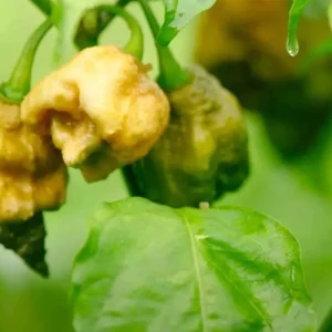 Sugar Rush Stripey Pepper Seeds - Rare Heirloom Chili Variety - 25+ Seeds - Image 4