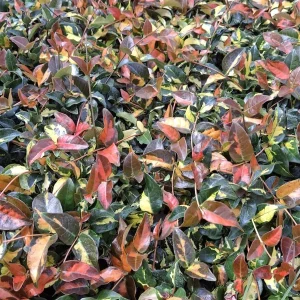 Summer Sunset Jasmine Live Plant – Variegated Foliage, Fragrant Blooms – 4 inch Container - Image 2