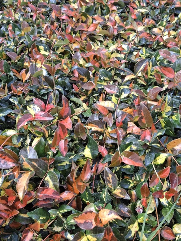 Summer Sunset Jasmine Live Plant – Variegated Foliage, Fragrant Blooms – 4 inch Container - Image 2