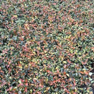 Summer Sunset Jasmine Live Plant – Variegated Foliage, Fragrant Blooms – 4 inch Container - Image 3
