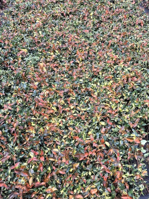 Summer Sunset Jasmine Live Plant – Variegated Foliage, Fragrant Blooms – 4 inch Container - Image 3