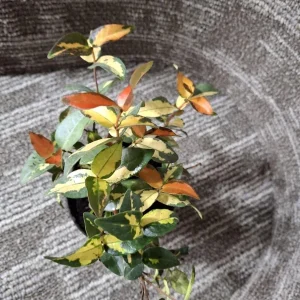 Summer Sunset Jasmine Live Plant – Variegated Foliage, Fragrant Blooms – 4 inch Container - Image 4