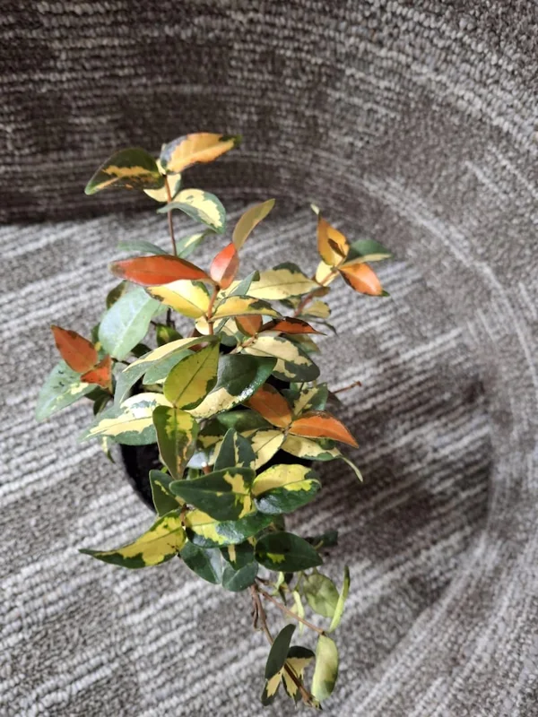 Summer Sunset Jasmine Live Plant – Variegated Foliage, Fragrant Blooms – 4 inch Container - Image 4