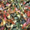 Summer Sunset Jasmine Live Plant – Variegated Foliage, Fragrant Blooms – 4 inch Container - Image 1