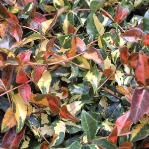 Summer Sunset Jasmine Live Plant – Variegated Foliage, Fragrant Blooms – 4 inch Container - Image 1